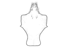   Anthidium rodecki  male, diagram showing ventral view of eighth sternum (S8), diagram from Gonzalez and Griswold 2013 
